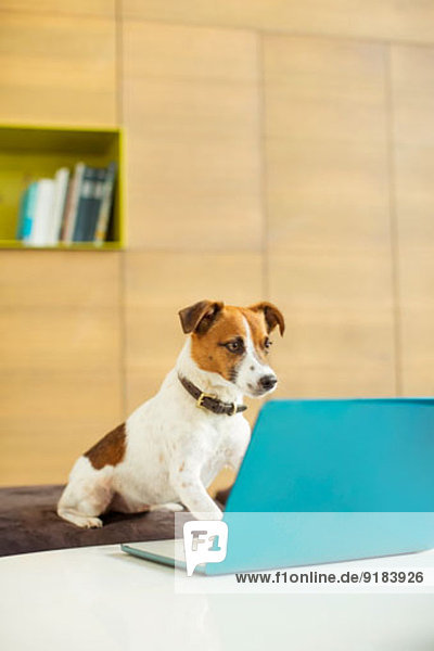 Hund arbeitet am Laptop im Büro