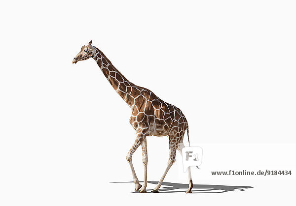 Giraffe Giraffa camelopardalis gehen Studioaufnahme