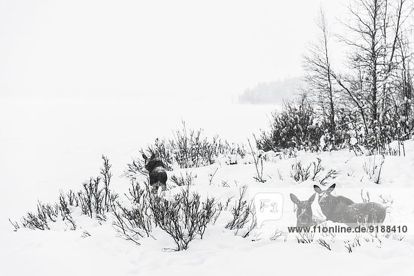 Elks at winter