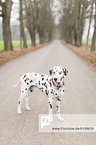 Fernverkehrsstraße Hund Dalmatiner
