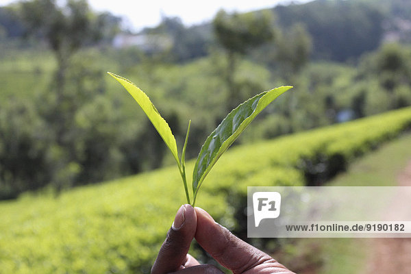 Nahaufnahme der Hand mit Teeblättern auf dem Bauernhof