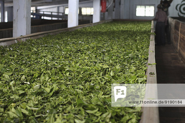 Teeblätter trocknen in der Fabrik