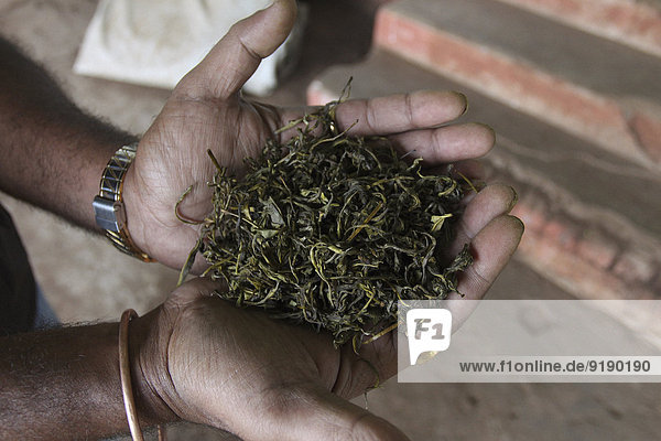 Nahaufnahme des Haltens von Teeblättern in schalenförmigen Händen