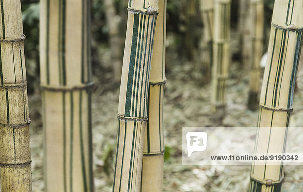 Nahaufnahme von Bambusbäumen