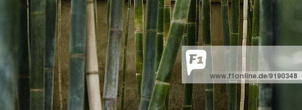 Nahaufnahme von grünen Bambushainen