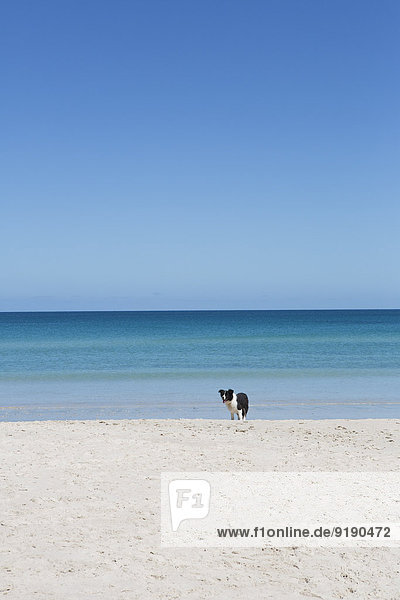 Hund am Strand gegen klaren Himmel