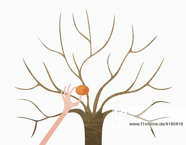Eine Hand pflückt Orange vom kahlen Baum vor weißem Hintergrund.