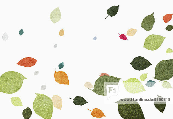 Mehrfarbige Blätter auf weißem Hintergrund
