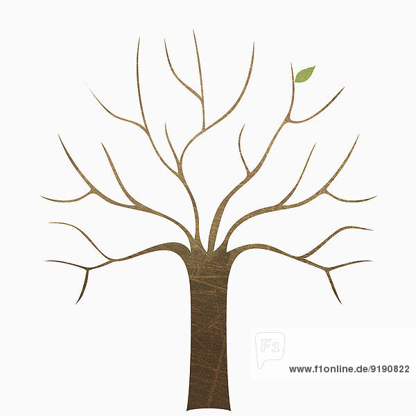 Ein kahler Baum auf weißem Hintergrund