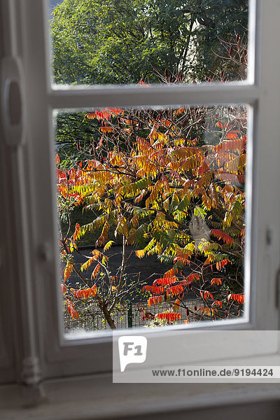 Baum mit Herbstfarben  durchs Fenster gesehen