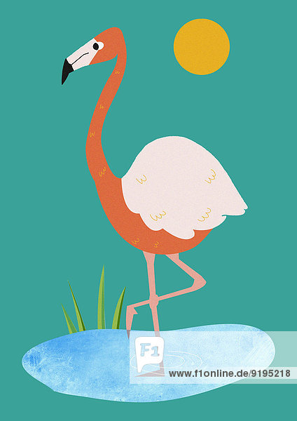 Flamingo steht in einem Teich