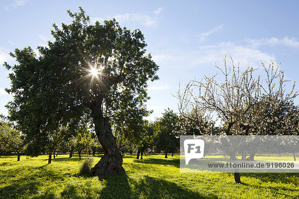 Stein-Eichen (Quercus ilex) und Mandelbäume (Prunus dulcis) auf blühender Kleewiese Mallorca Balearen Spanien
