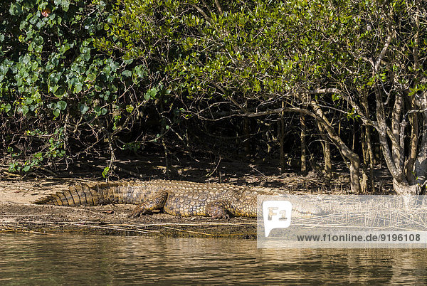 Nilkrokodil (Crocodylus niloticus) am Ufer  iSimangaliso-Wetland-Park  St. Lucia Estuary  KwaZulu-Natal  Südafrika