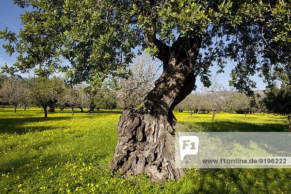 Stein-Eiche (Quercus ilex) auf blühender Kleewiese  Mallorca  Balearen  Spanien