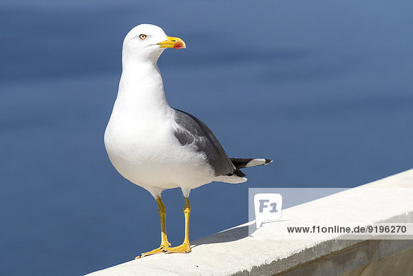 Yellow-legged gull (Larus michahellis)  Majorca  Balearic Islands  Spain