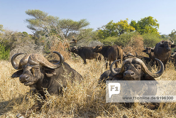 Afrikanischer Büffel oder Kaffernbüffel (Syncerus caffer)  Herde im trockenen Gras  Krüger-Nationalpark  Südafrika