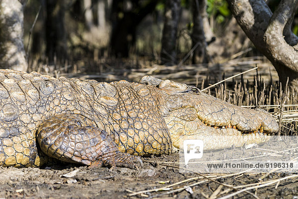Nilkrokodil (Crocodylus niloticus)  iSimangaliso-Wetland-Park  St. Lucia Estuary  KwaZulu-Natal  Südafrika