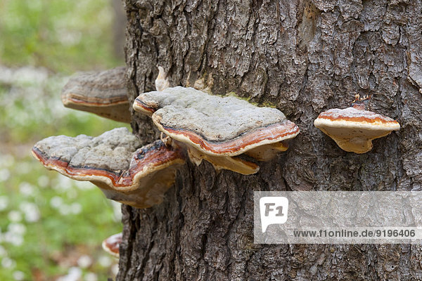 Red Banded Polypore (Fomitopsis pinicola)  Hainich National Park  Thuringia  Germany