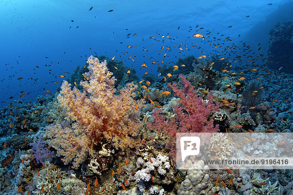 Koralle Tauchgang Ägypten überwachsen Rotes Meer Weichheit Schwarm