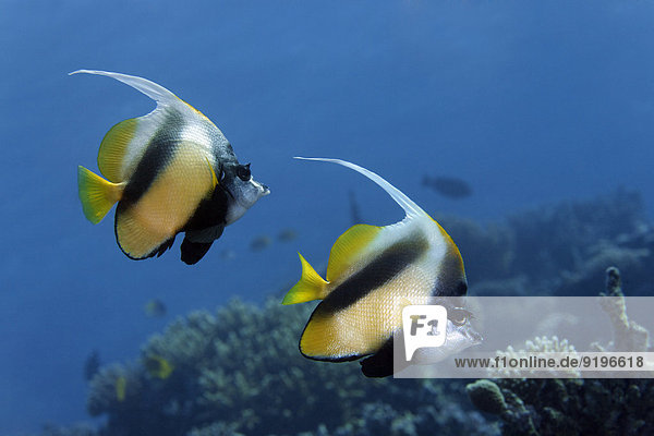Rotmeer-Wimpelfische (Heniochus intermedius)  über Korallenriff  endemisch  Rotes Meer  Ägypten