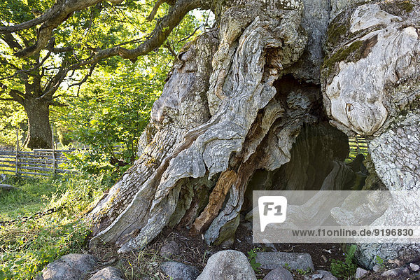 Stamm der Rumskulla oder Kvill-Eiche  mit über 1000 Jahren älteste Eiche in Schweden  Rumskulla  Smaland  Schweden