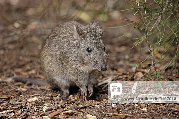 Langschnauzen-Kaninchenkänguru (Potorous tridactylus)  adult  Nahrungssuche  South Australia  Australien
