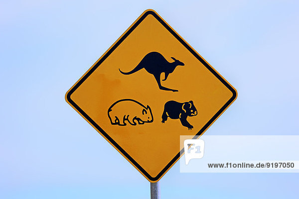 Warnschild  Koala  Wombat  Känguru  Victoria  Australien