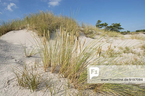 Düne und Gewöhnlicher Strandhafer (Ammophila arenaria)  Mecklenburg-Vorpommern  Deutschland