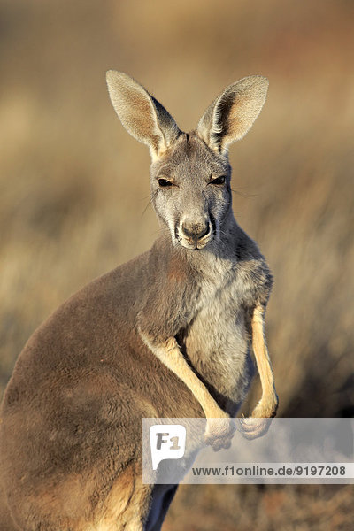 Rotes Riesenkänguru (Macropus rufus)  adultes Weibchen  Sturt-Nationalpark  New South Wales  Australien
