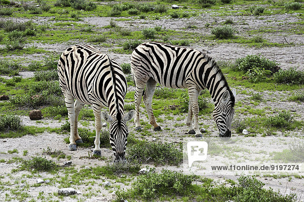 Steppenzebras (Equus quagga)  Etosha-National-Park  Namibia
