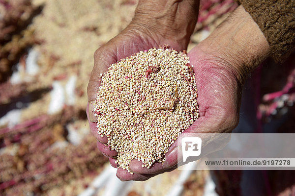 Hände mit Samen von Quinoa (Chenopodium quinoa)  Provinz Huanuco  Peru