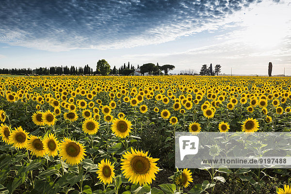 Sonnenblumenfeld mit Pinien und Zypressen  bei Piombino  Provinz Livorno  Toskana  Italien