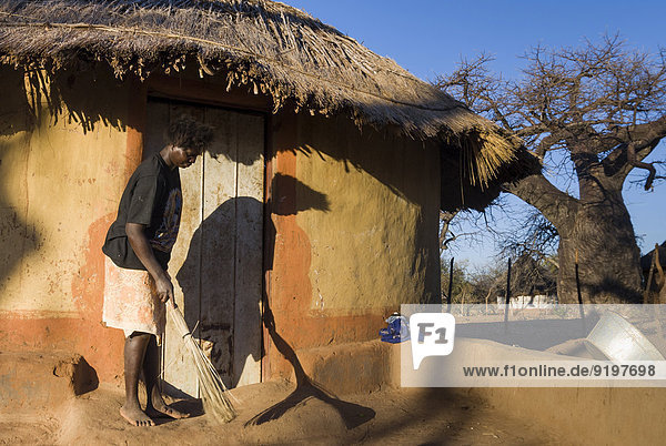Woman sweeping in front of adobe house right African Baobab Tree (Adansonia digitata) Venda Vhembe District Limpopo Province South Africa