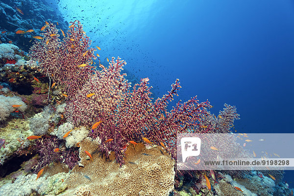 Buschige Weichkorallen (Siphonogorgia godeffroyi) mit offenen und geschlossenen Polypen  Rotes Meer  Ägypten