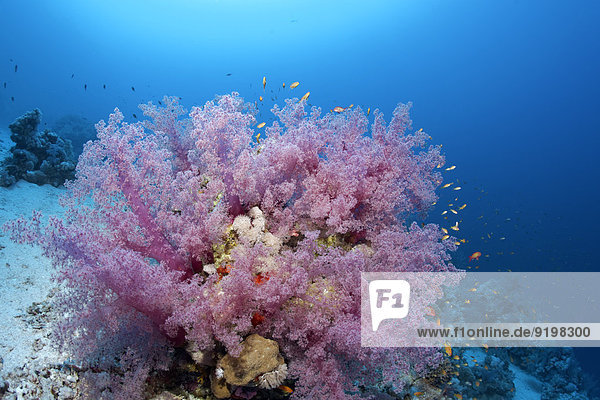 Korallenblock mit Klunzingers Weichkorallen (Dendronephthya klunzingeri)  Rotes Meer  Ägypten