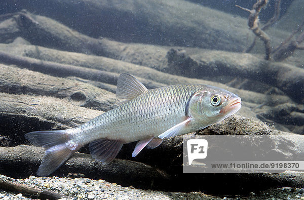 Döbel (Leuciscus cephalus) Frankreich