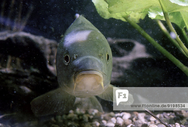 Karpfen (Cyprinus carpio carpio) captive Frankreich
