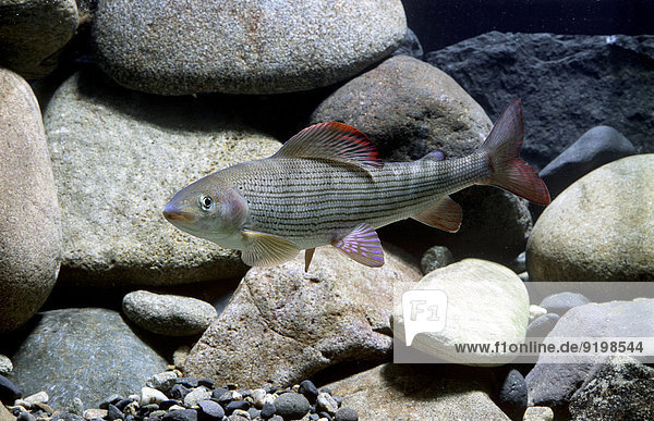 Europäische Äsche (Thymallus thymallus) captive Frankreich