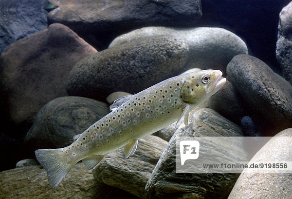 Bachforelle (Salmo trutta fario) captive