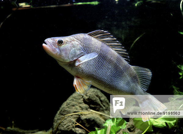 Flussbarsch (Perca fluviatilis)