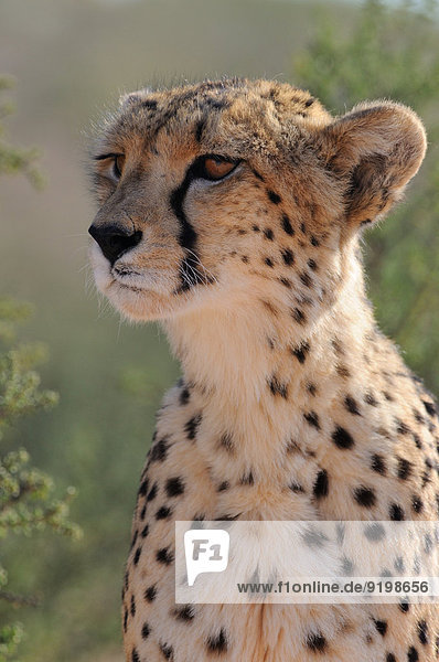 Cheetah (Acinonyx jubatus) Männchen Kgalagadi-Transfrontier-Nationalpark Südafrika