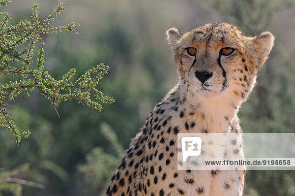 Cheetah (Acinonyx jubatus) Männchen Kgalagadi-Transfrontier-Nationalpark Südafrika