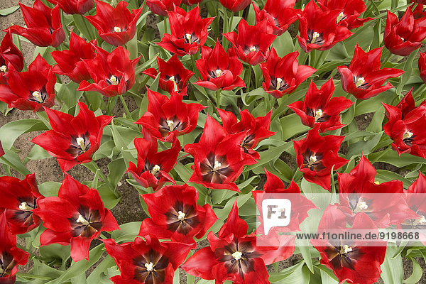 Rote Tulpen (Tulipa Nr. 574)  Keukenhof  Lisse  Provinz Südholland  Holland  Niederlande
