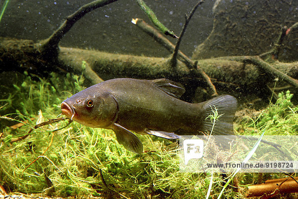 Schleie (Tinca tinca) captive Frankreich