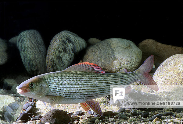 Europäische Äsche (Thymallus thymallus) captive Frankreich