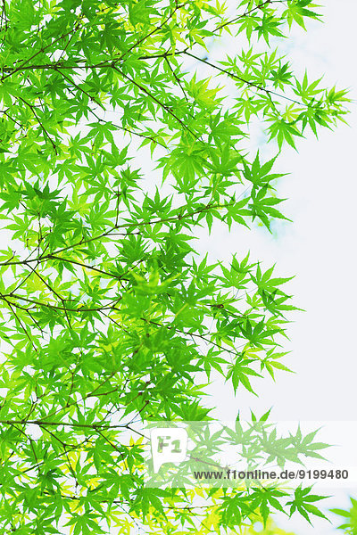 Fresh green