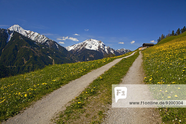 Feldweg  Zillertaler Alpen  Zillertal  Tirol  Österreich  Europa