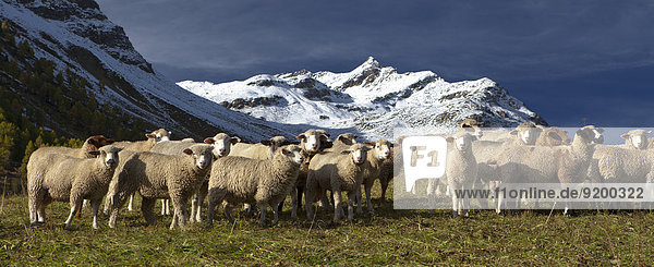 Schafe auf der Weide Silvretta Graubünden Schweiz Europa