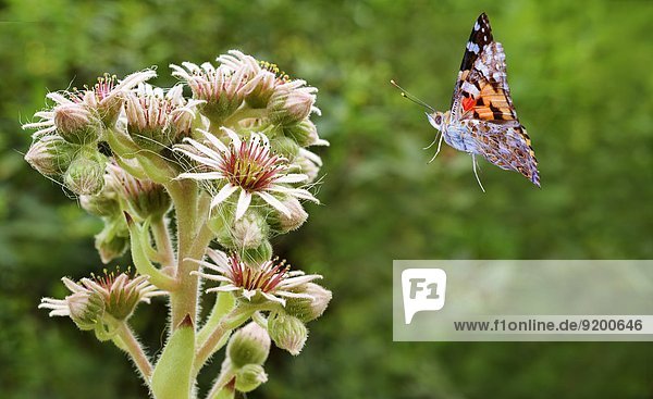 Schmetterling fliegt auf Spinnweb-Hauswurz  Sempervivum achachnoideum