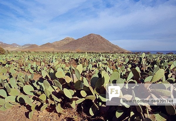 Prickly pears field. Los Genoveses beach  Cabo de Gata Nature Reserve  Almeria province  Andalucia  Spain.